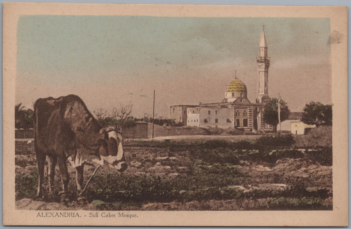 PC01161 | P17 | Alexandria — Mosque beyond Grazing Animals — front