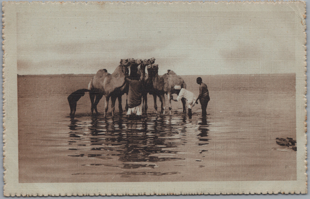 PC01275 | P28 | Egypt — Camels Standing in the Nile — front