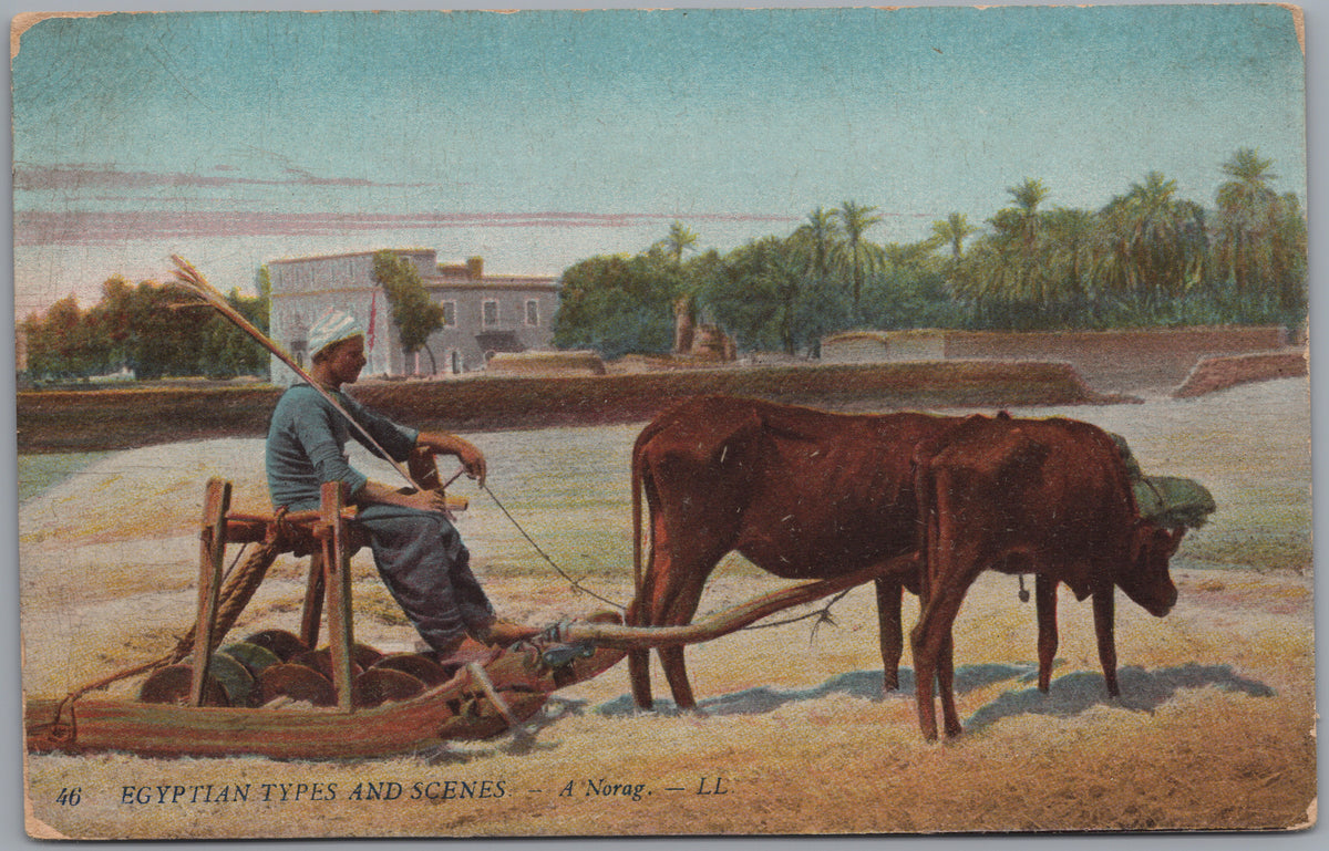 PC02197 front — Cattle Drawing a Norag Threshing Sledge