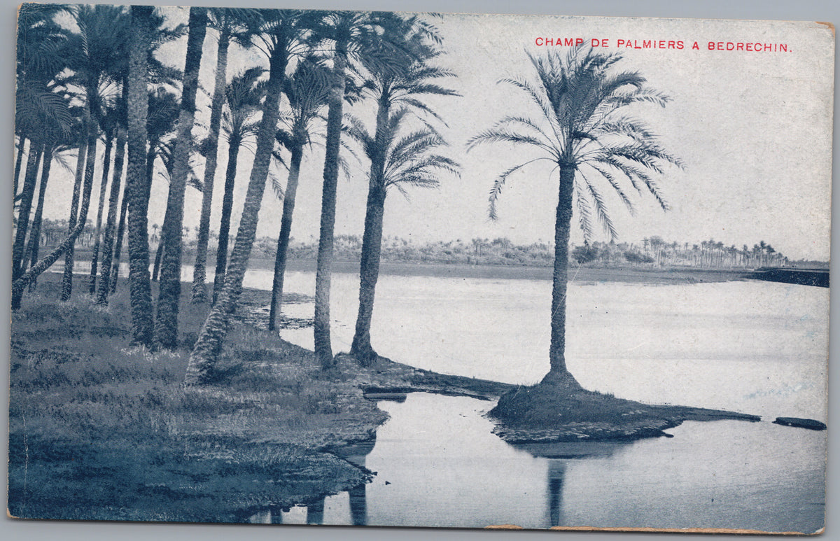 PC02202 front — Palm Trees beside Reflective Water