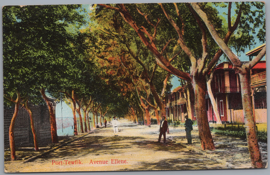 Egypt — Avenue beneath Mature Trees