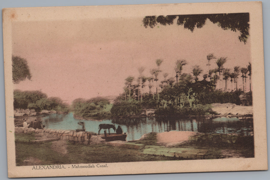 Alexandria — Palms beside the Mahmoudieh Canal
