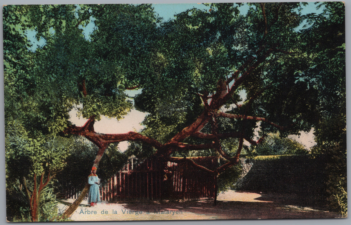 PC01203 | P21 | Egypt — Large Spreading Tree and Garden Path — front