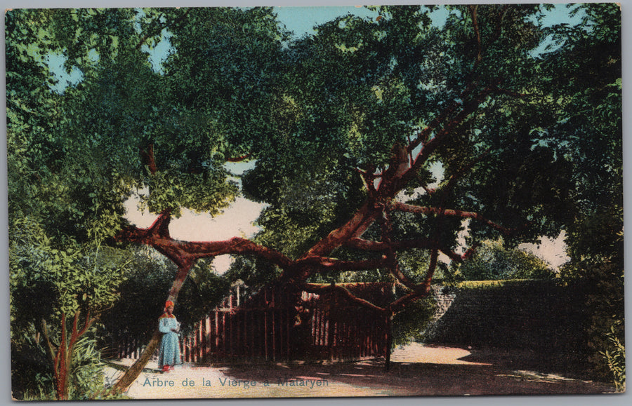 Egypt — Large Spreading Tree and Garden Path