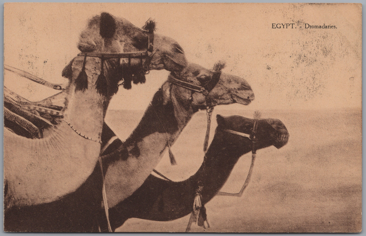 PC01297 | P30 | Egypt — Close View of Camels — front
