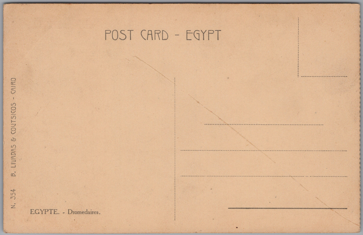 PC01297 | P30 | Egypt — Close View of Camels — reverse