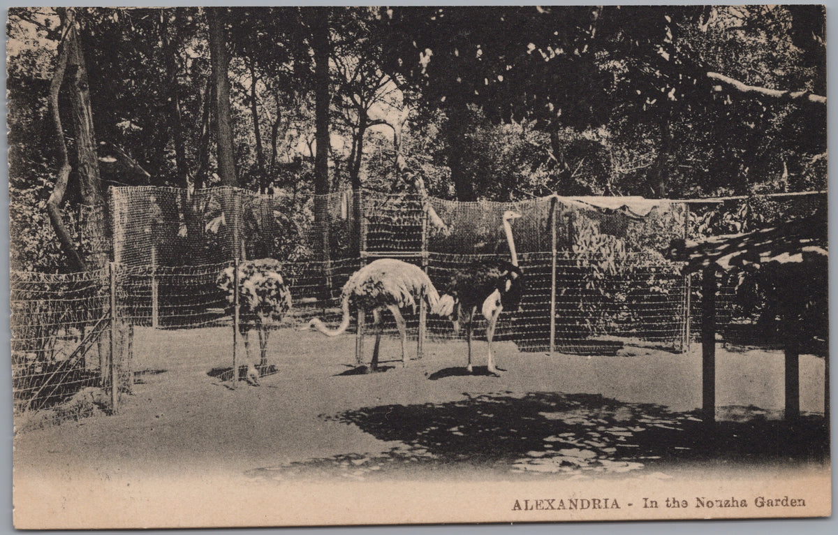 PC01440 | P44 | Alexandria — Animals in the Gardens — front