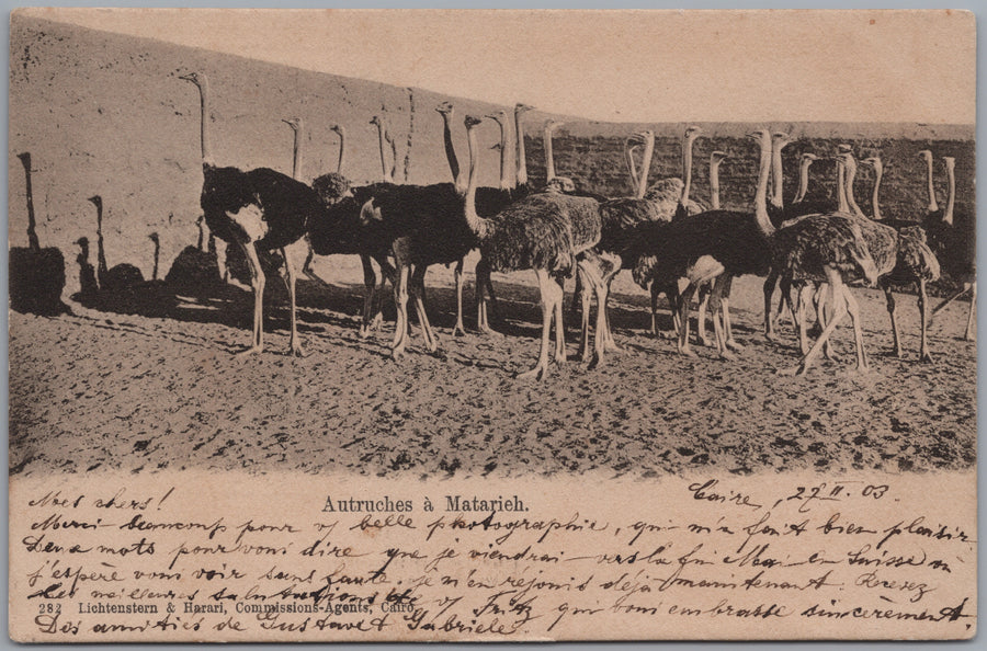 Matariya — Ostriches in a Walled Enclosure