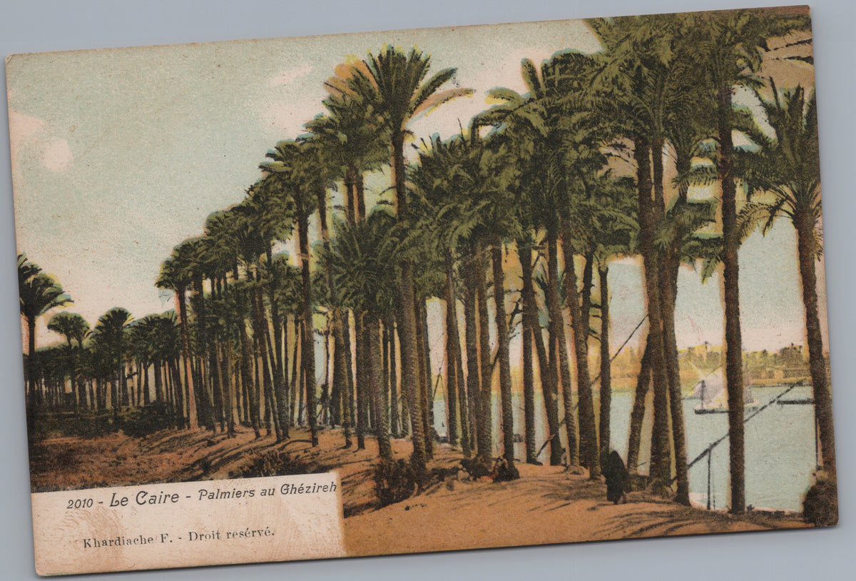PC02163 front — Gezira Palms beside the Nile