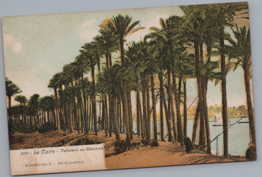 Cairo — Gezira Palms beside the Nile