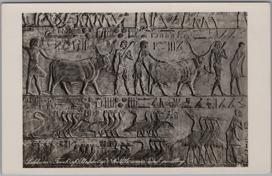 Saqqara — Cattle and Birds in a Tomb Relief