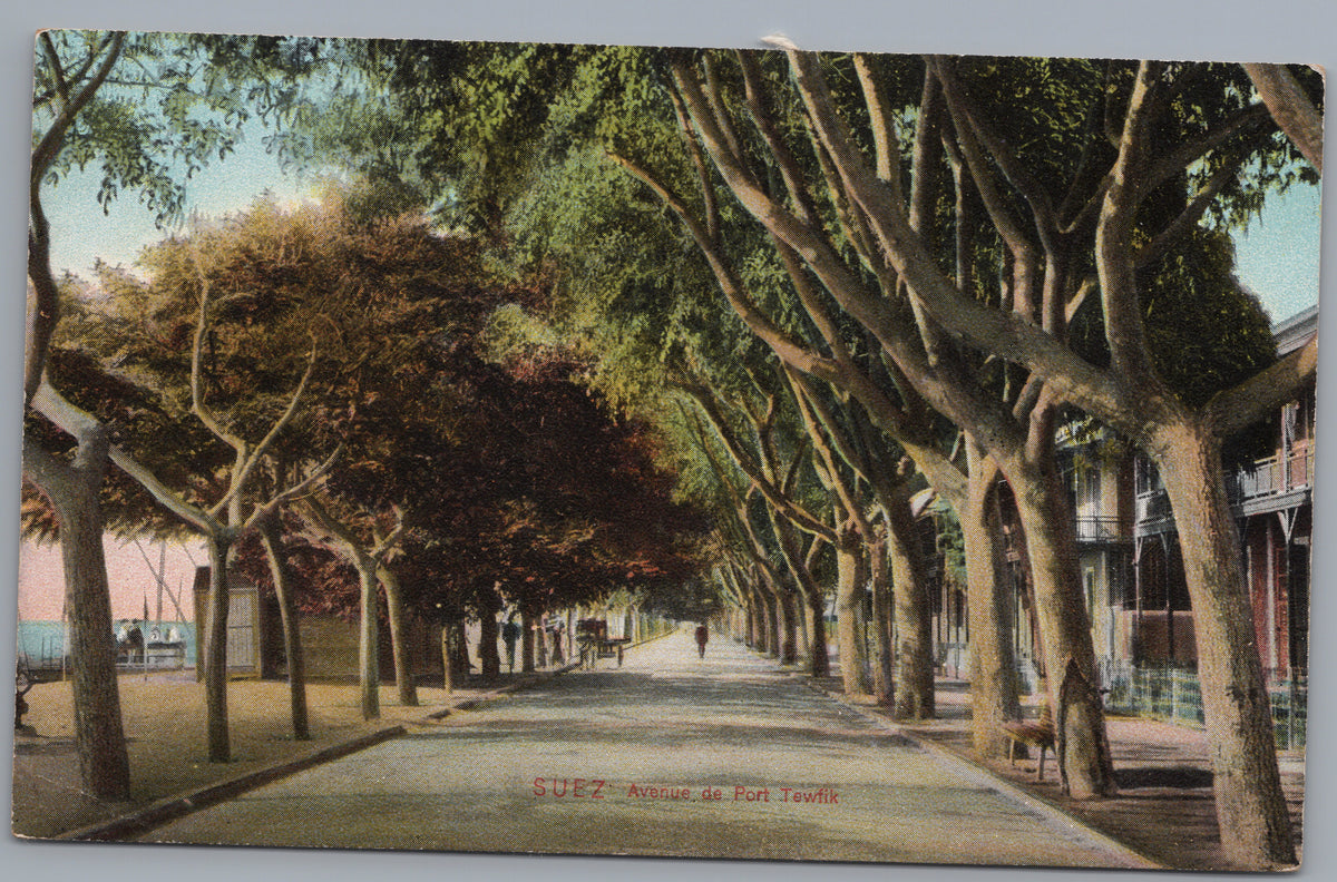PC02398 front — Tree-Lined Avenue