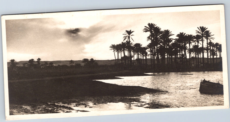 Cairo — Palm Trees on the Banks of the Nile